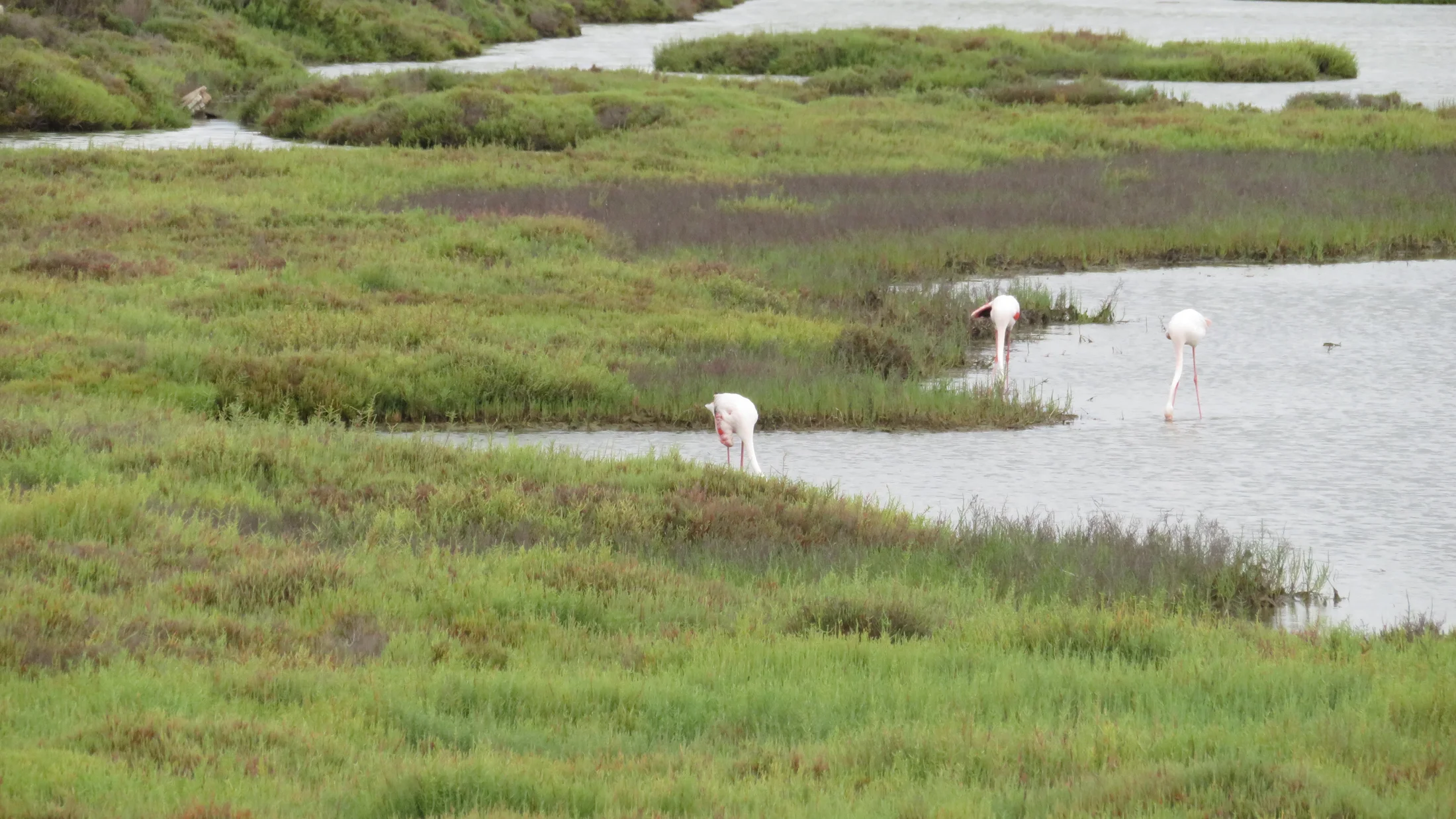 Fenicotteri rosa nel Delta dell'Ebro