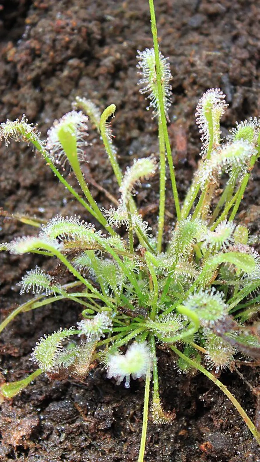 Botanical Garden of the University of Valencia