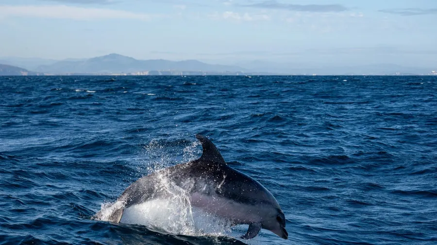 Whale watching from Laredo