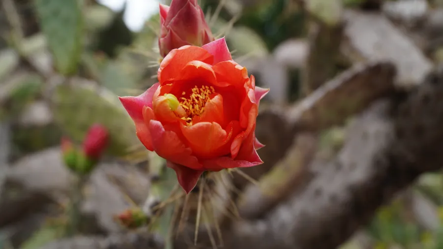 Viera y Clavijo Botanical Garden