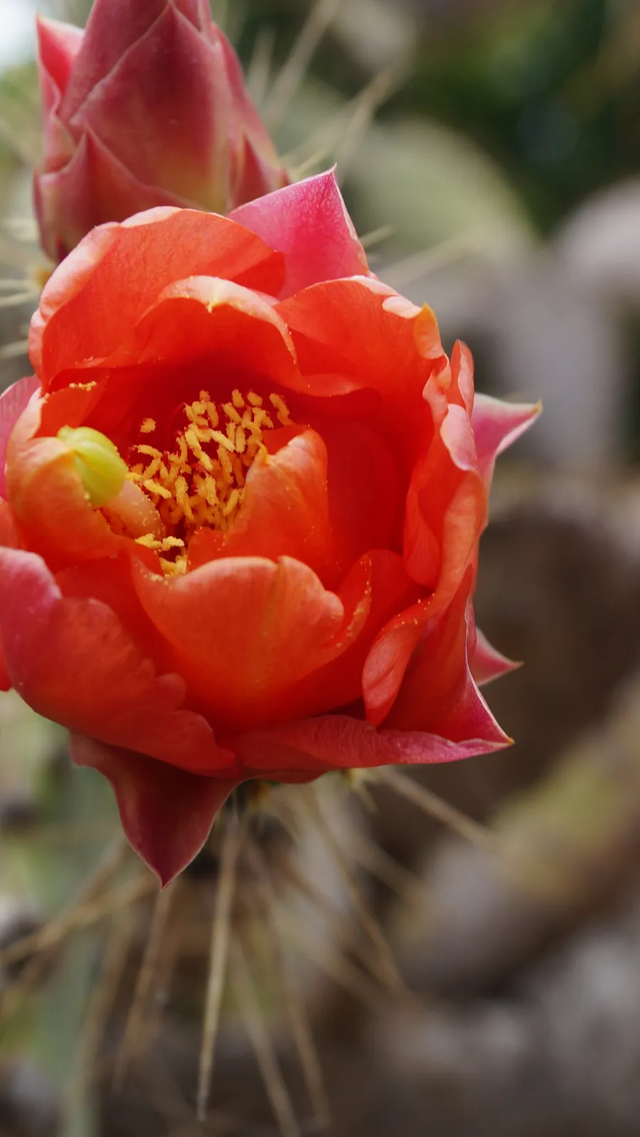 Viera y Clavijo Botanical Garden