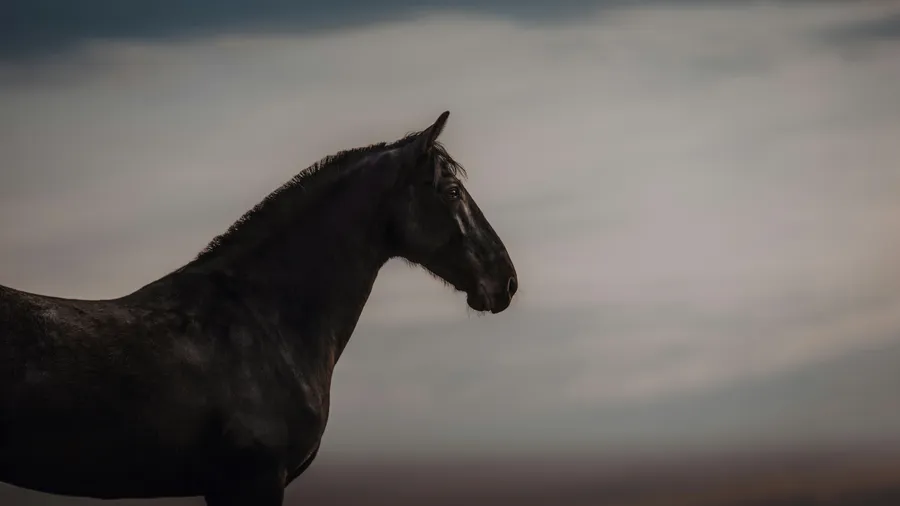 Purebred Menorquin mare, the breed of the Son Martorellet horses