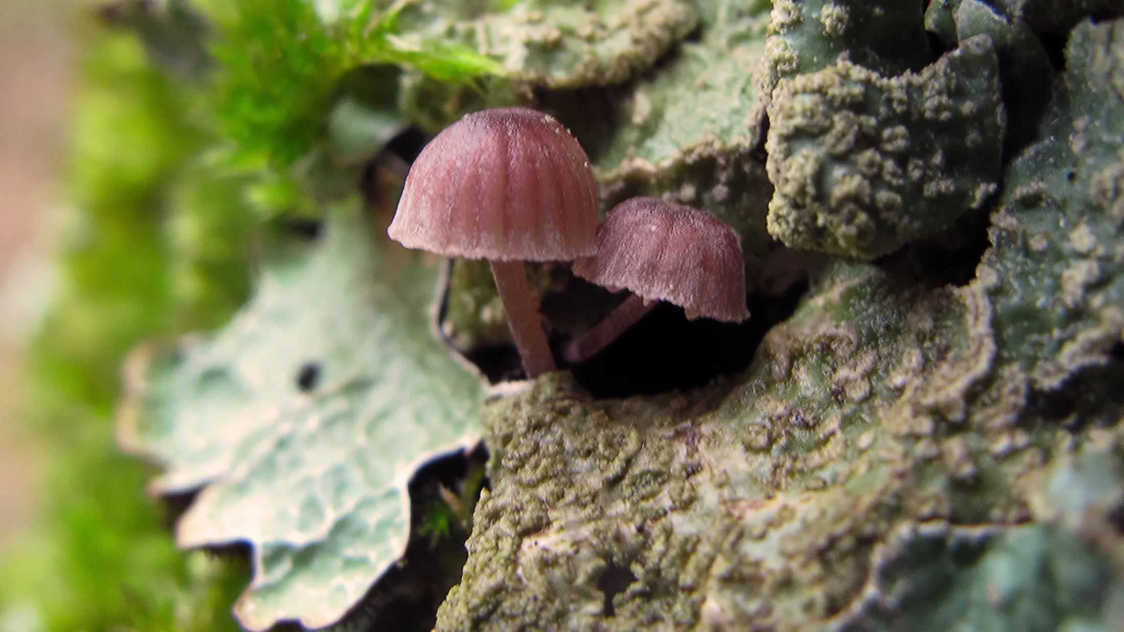 File:Mycena meliigena.jpg