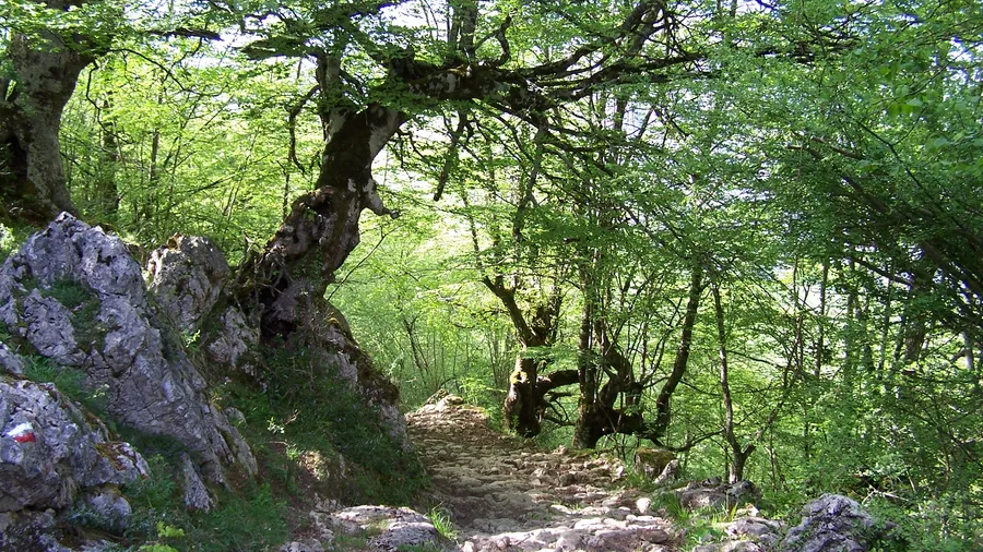 Arcediano Path, Oseja de Sajambre