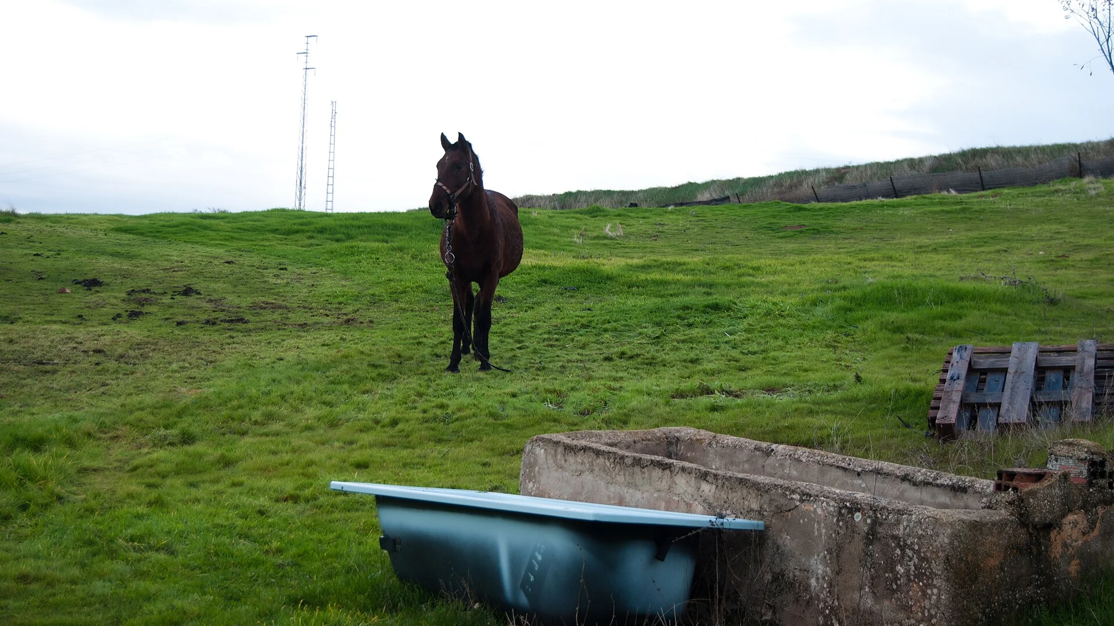 Caballo y campo abierto del interior de España