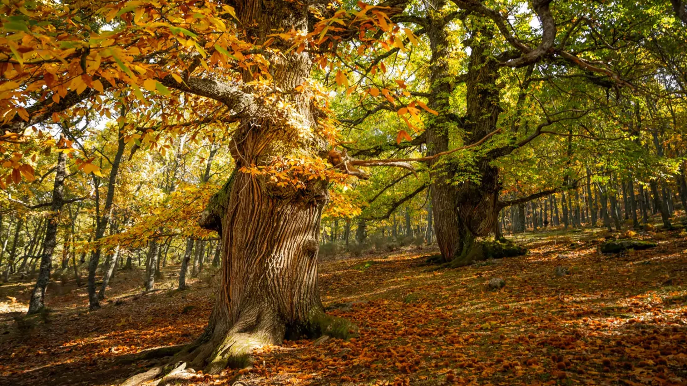 Bosques de castaños en España: 10 rutas para ver el espectáculo de otoño