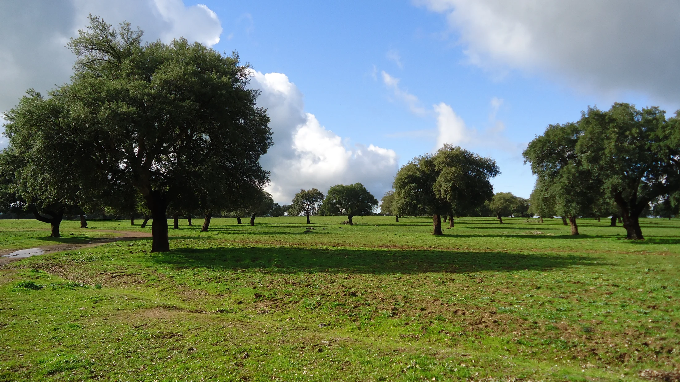 File:Dehesa de encinas en invierno.jpg