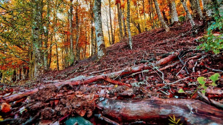 Hayedo de Montejo de la Sierra en otoño, mostrando los colores vibrantes de la temporada.