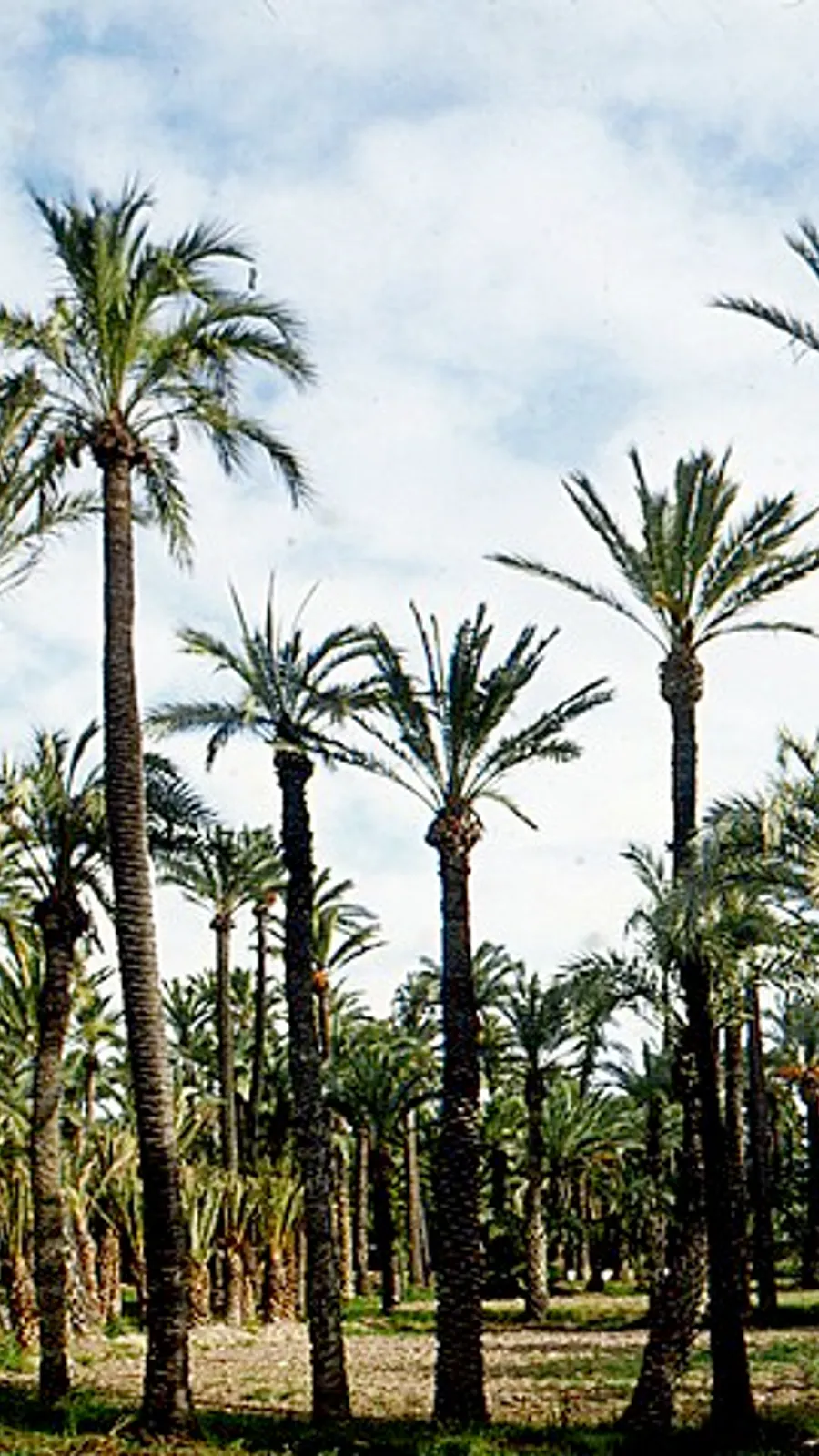 Palmeral de Elche