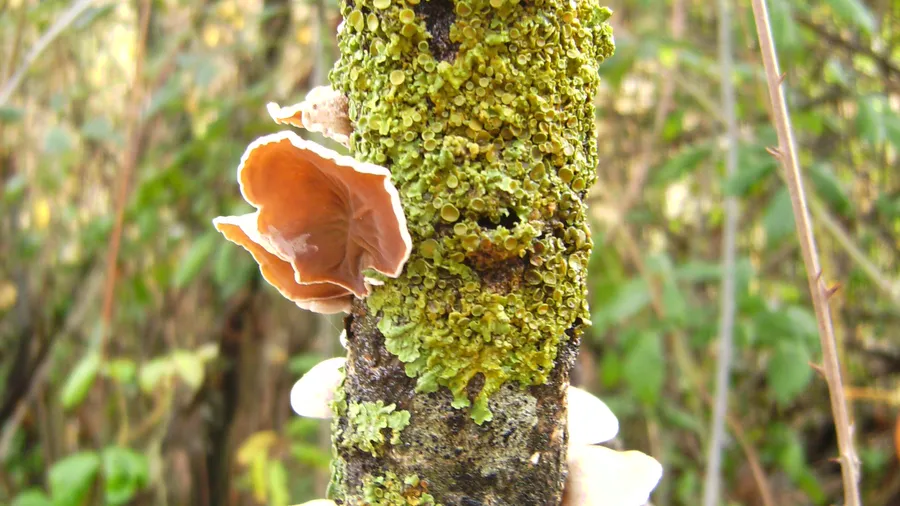 Imagen de Región: cmcj1wmtr000qphyj296ks6am