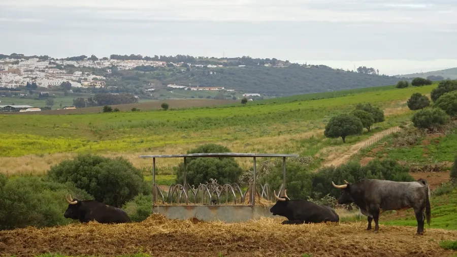 Toros bravos en la ganadería en Benalup-Casas Viejas