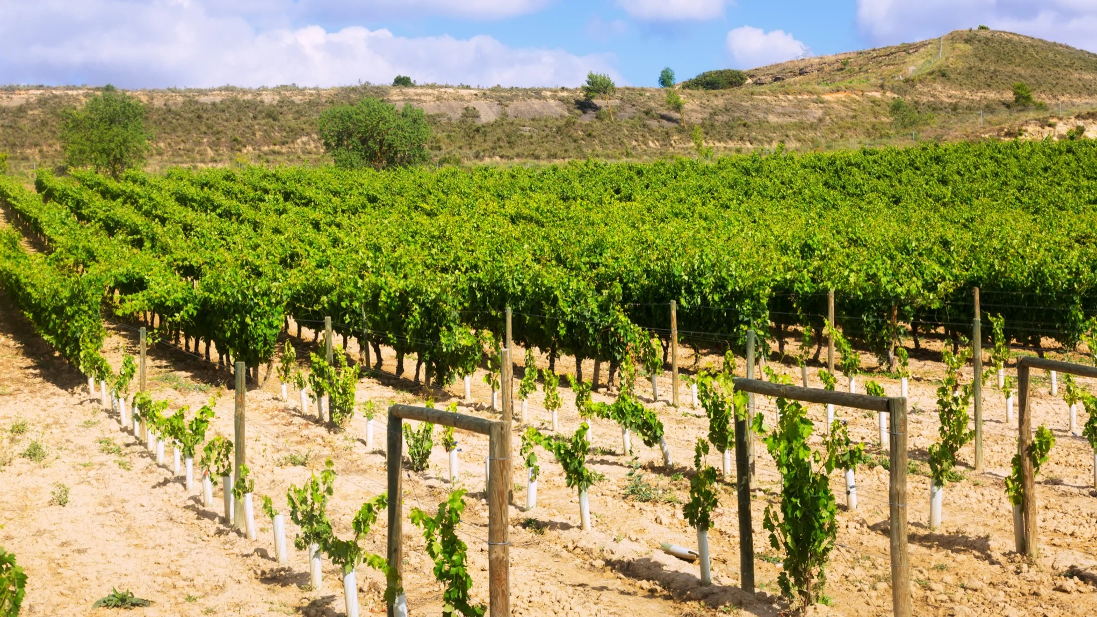 Imagen de Artículo de Blog: cmgz76w3v006h9i0u861kgwbc