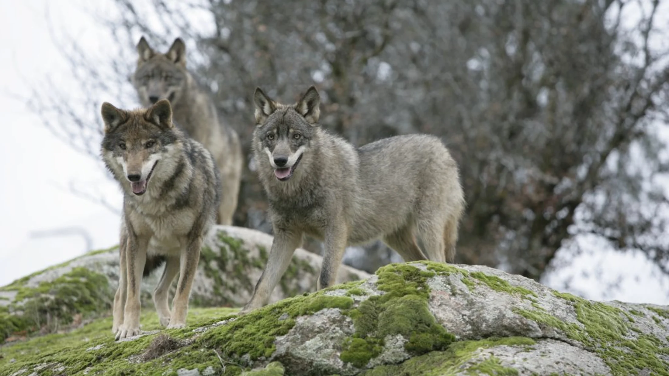 File:Canis Lupus Signatus.JPG