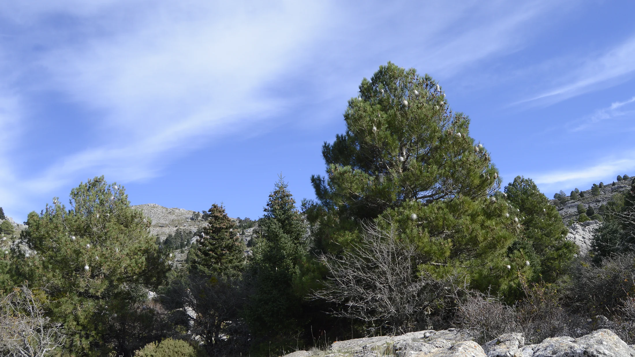 Imagen de Región: cmcjdd06y003xik8p12ini635