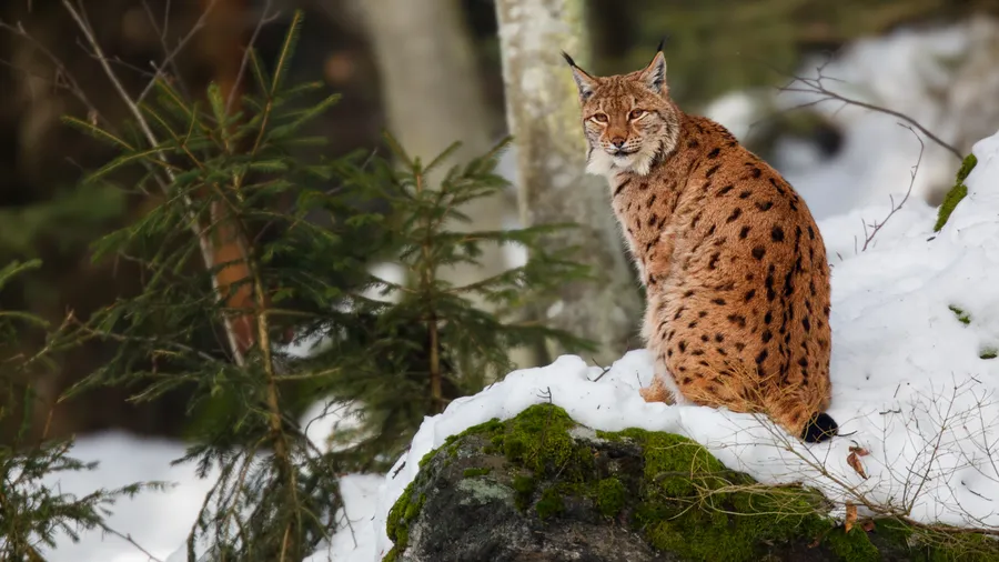 Imagen de Artículo de Blog: Qué hacer si te encuentras un animal salvaje en el monte
