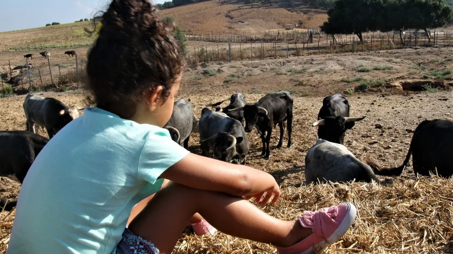 Visita a una ganadería de toro bravo en Benalup-Casas Viejas