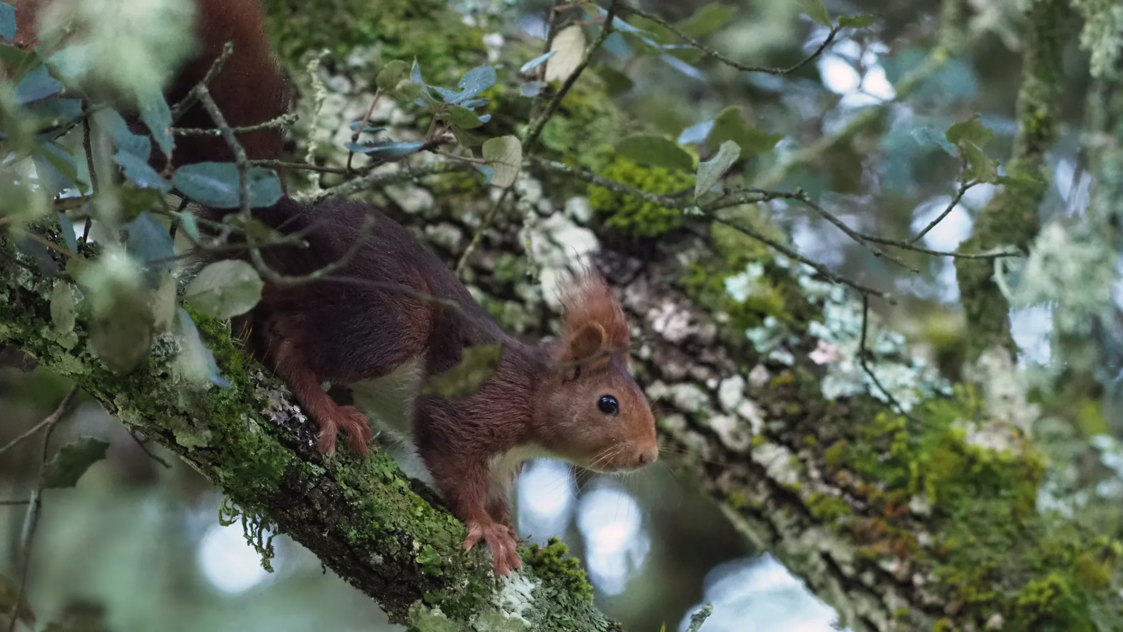Imagen de Región: cmcnc9cxc0hg9zr5pfoqmvelp
