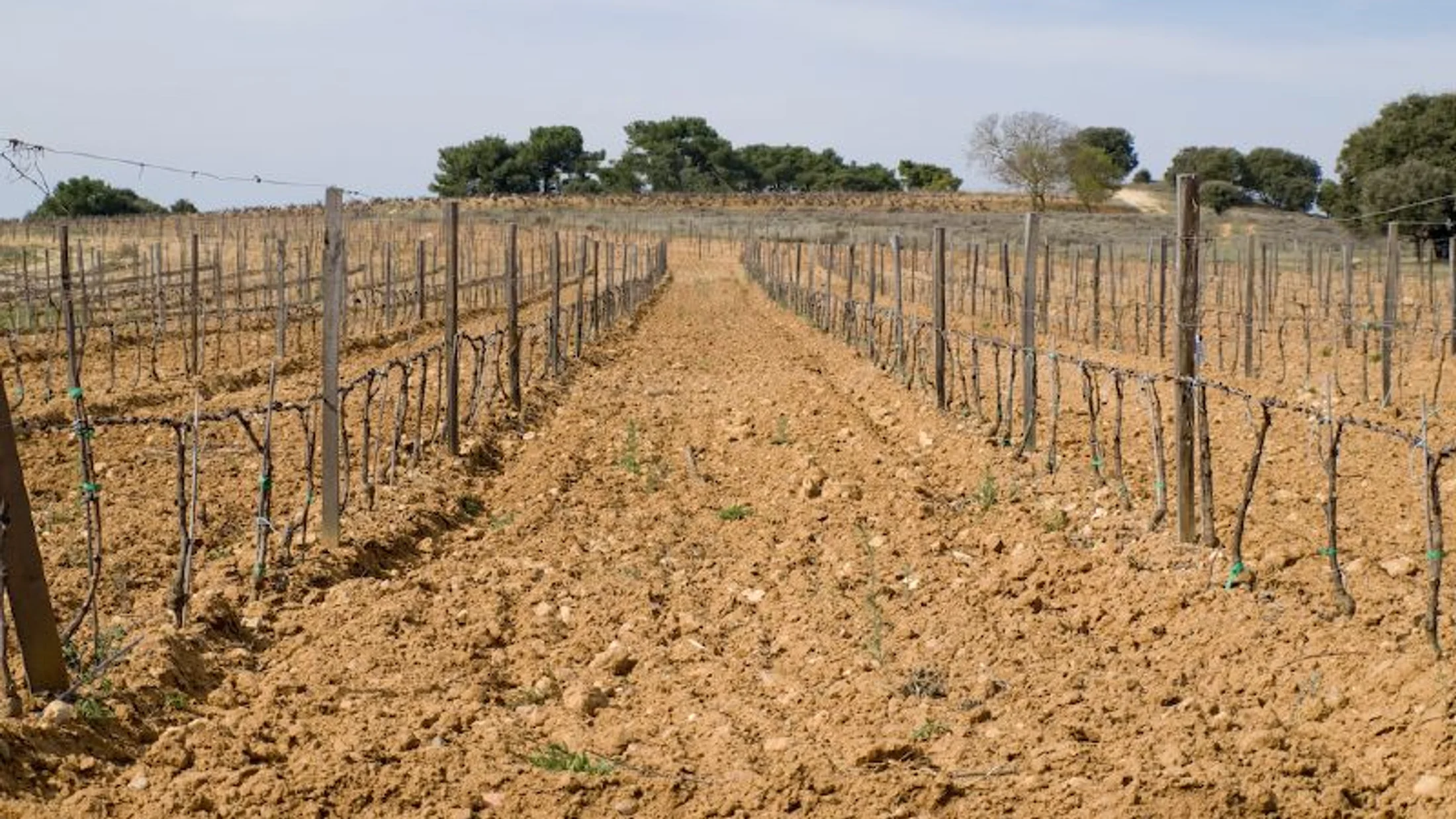 Viñedos de la Ribera del Duero, paisaje de la ruta