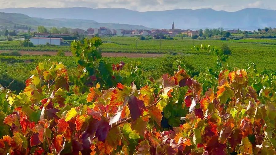 Imagen de Actividad: cmdymqt960nrp2xzhf03l5gkh