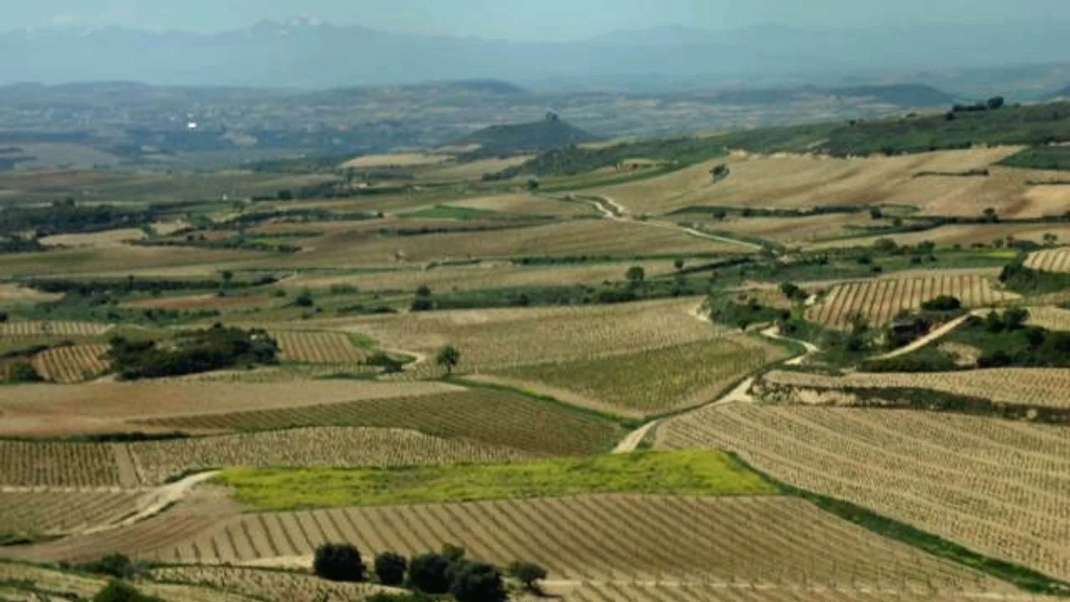 Vineyards · rolling between Haro and Logroño