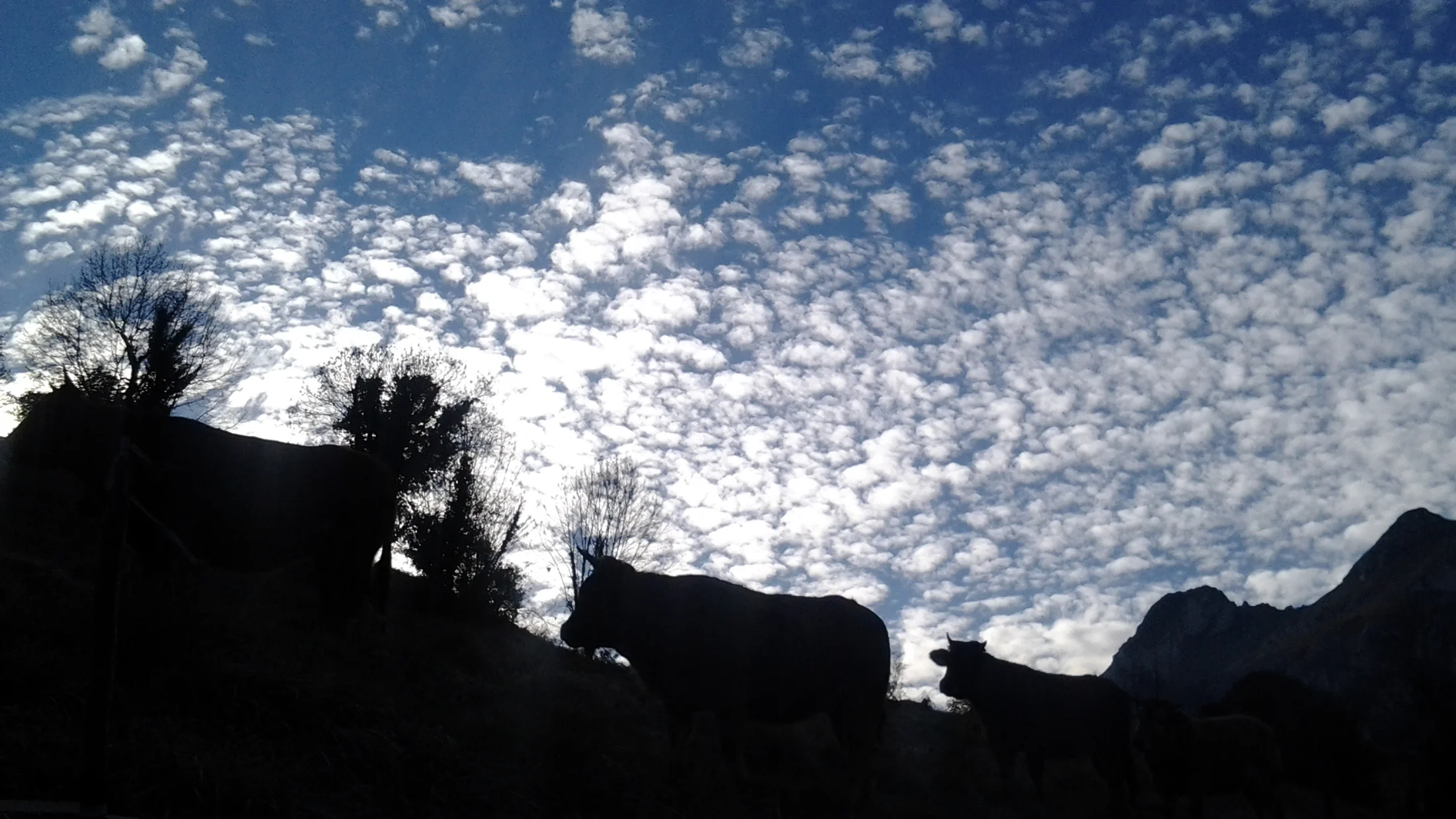 Ganado pastando junto a la senda, en los valles del Trubia y Quirós