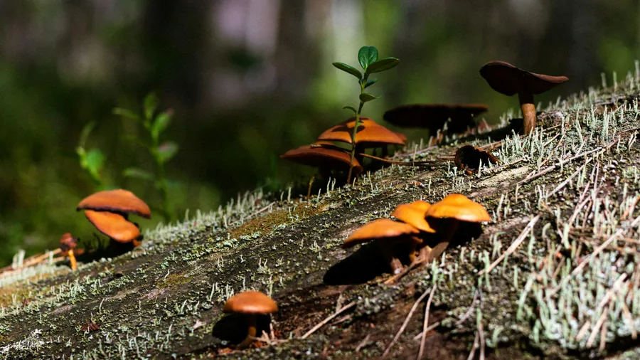 Imagen de Artículo de Blog: Mycology in Spain: 10 forests to forage mushrooms in autumn with a local guide