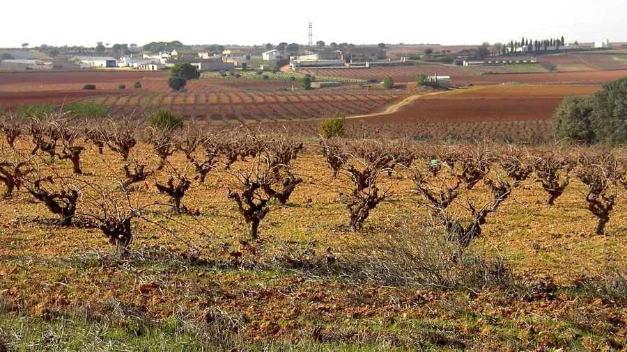 Bodegas Ponce (Villanueva de la Jara, Manchuela)