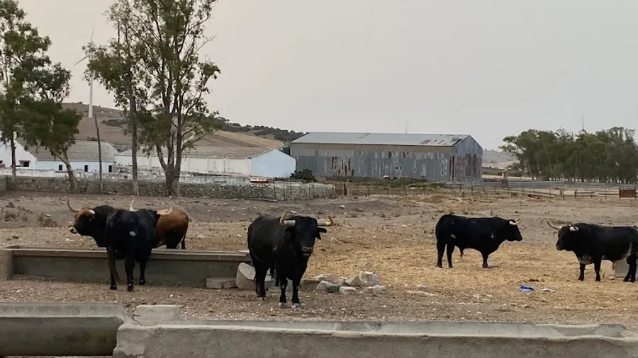 Visita guiada a la ganadería Torrestrella en Medina-Sidonia