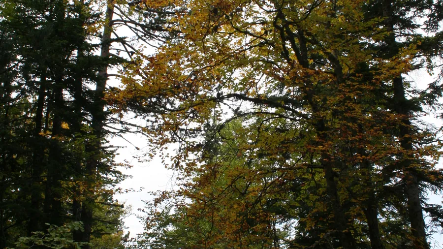 Imagen de Región: cmcncpzqp0hxvzr5pv4cvxadd