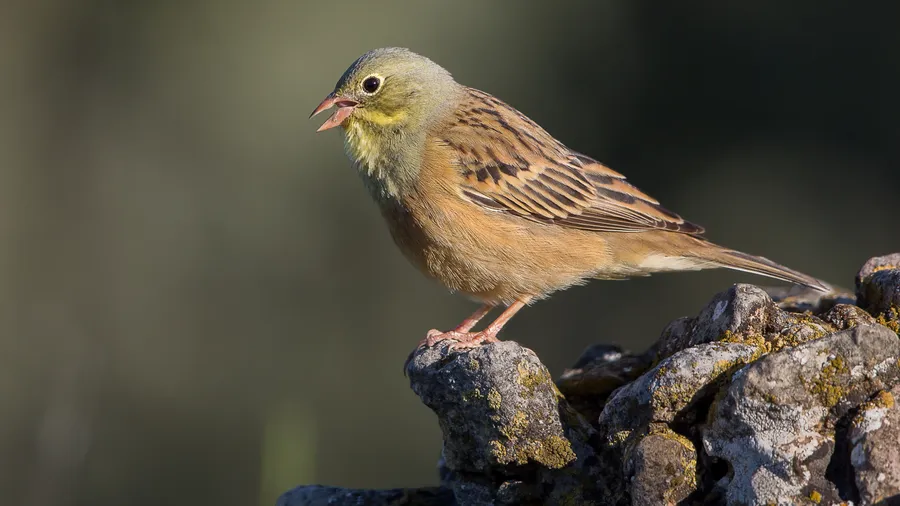 Imagen de Región: cmcjdcwdg002hik8pebjzfmis