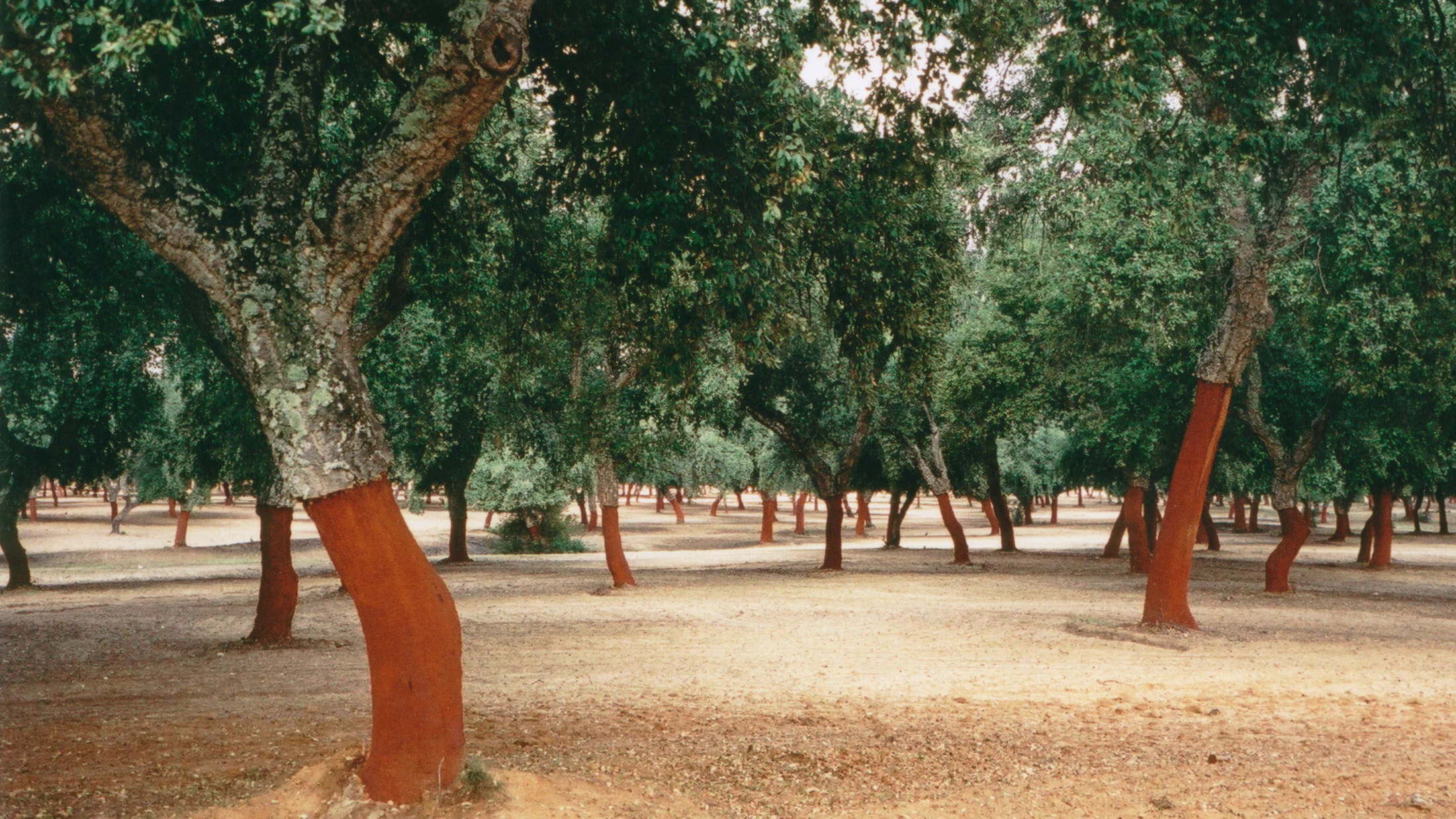 File:Quercus suber dehesa.jpg
