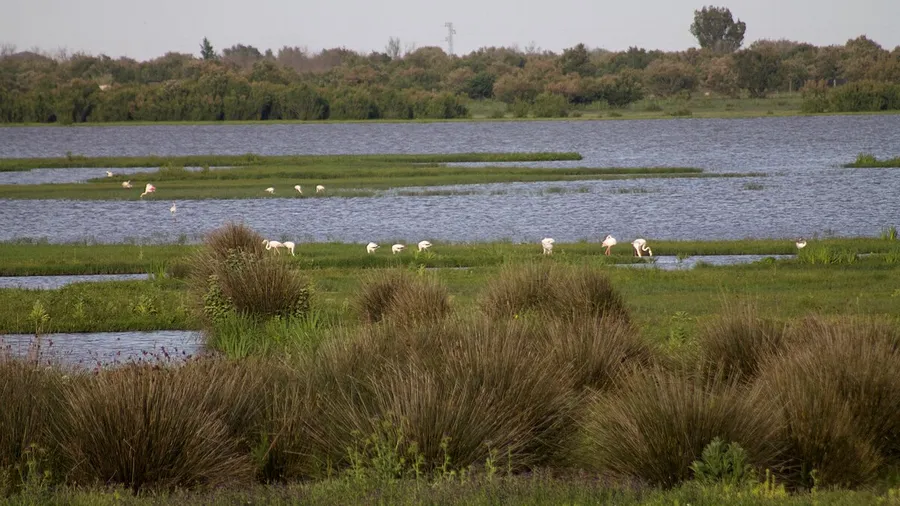 Safari de fauna y expedición al lince en Doñana (Huelva)
