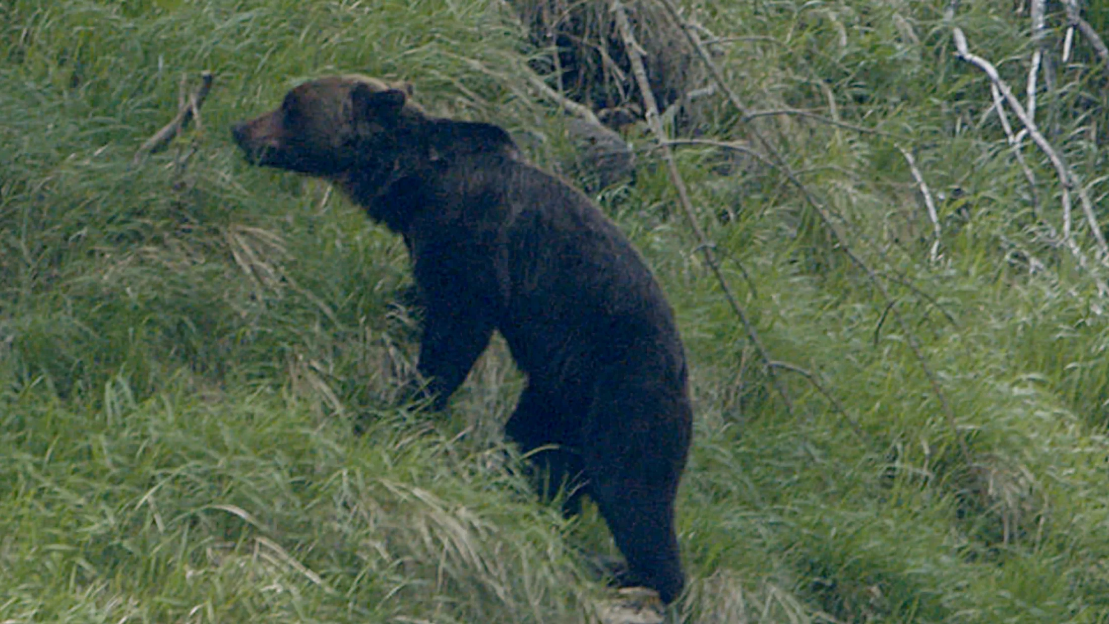 El oso pardo cantábrico, símbolo del valle y de la Fundación Oso de Asturias