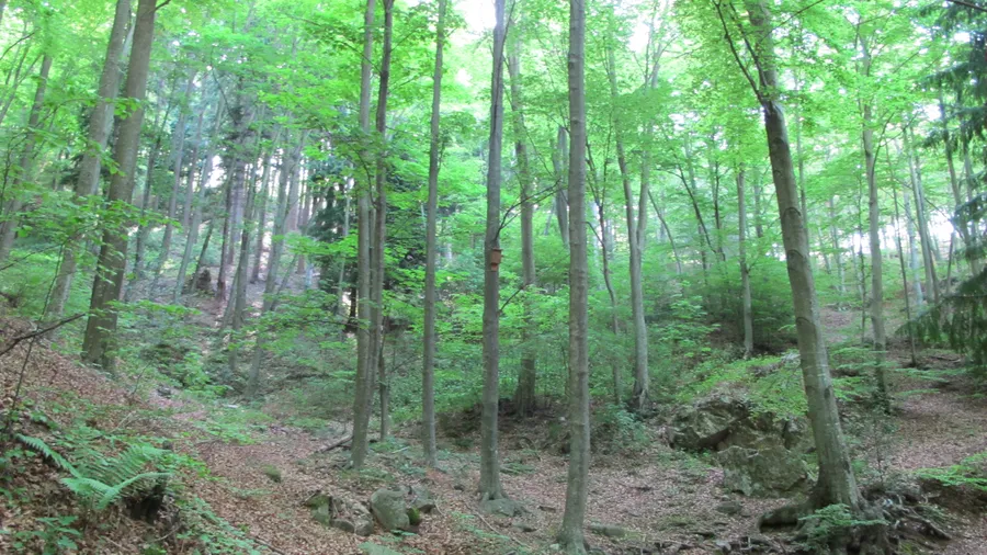 Imagen de Región: cmcja7agc0026phyjkllfg78r