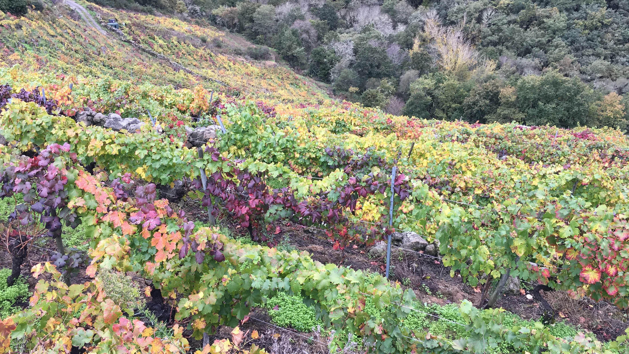 File:Viñedos cerca del Canón del Sil en la Ribeira Sacra 03.jpg