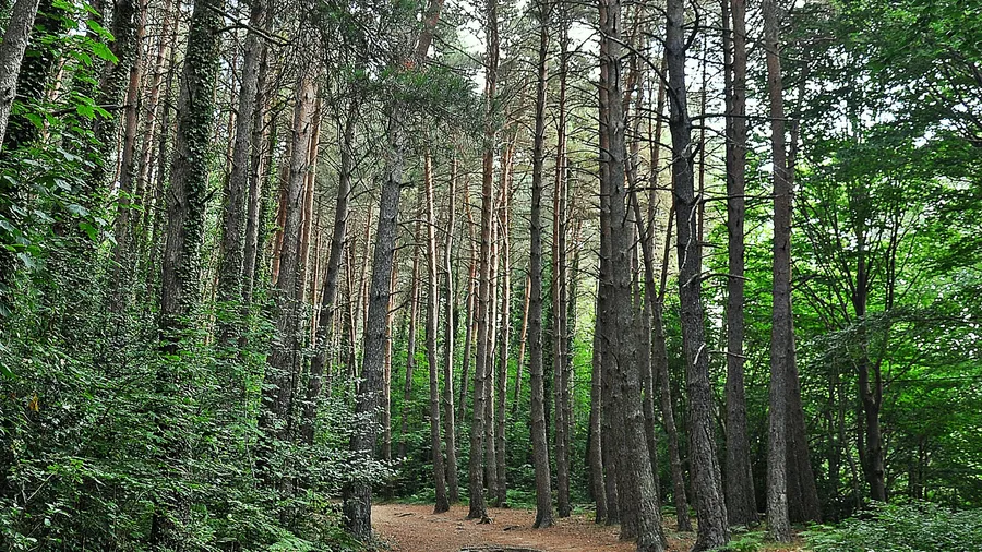 Imagen de Región: cmcja7agc0026phyjkllfg78r