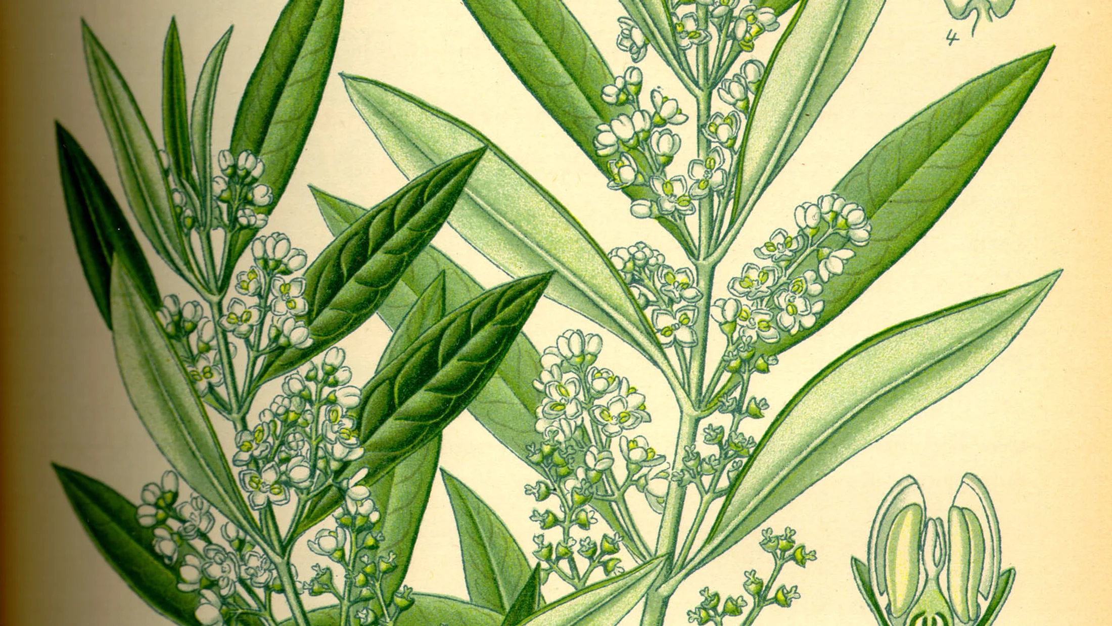 File:Illustration Olea europaea0.jpg