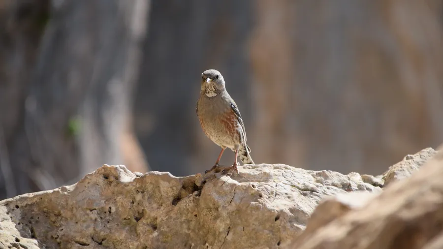 Parque Natural de la Sierra de Bèrnia y Ferrer