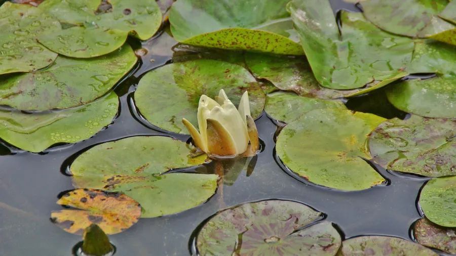 Jardins de l'Alhambra