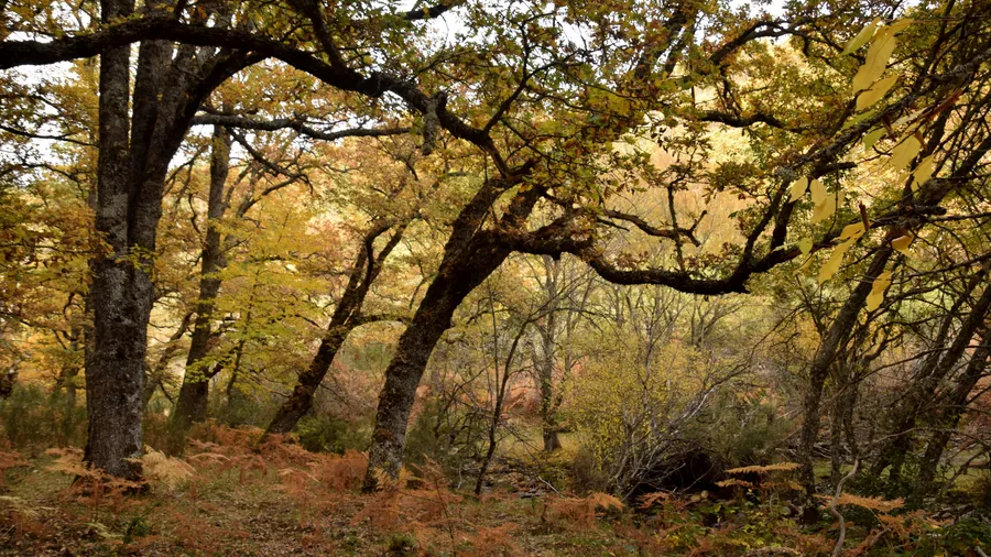 Otoño en el Hayedo de Montejo, mostrando los colores vibrantes de la temporada.