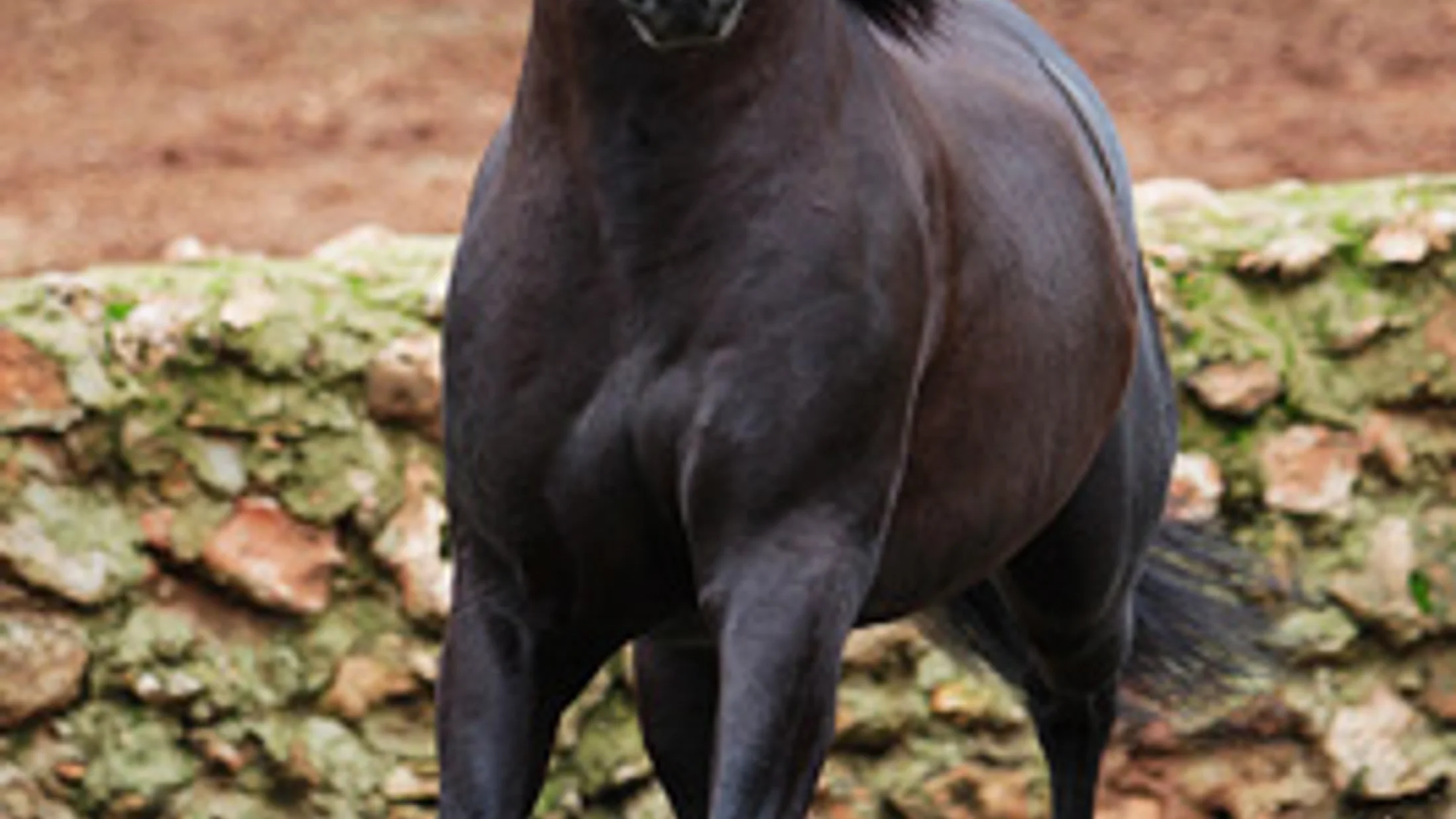 File:Fotografo de caballos pura raza espanol.jpg
