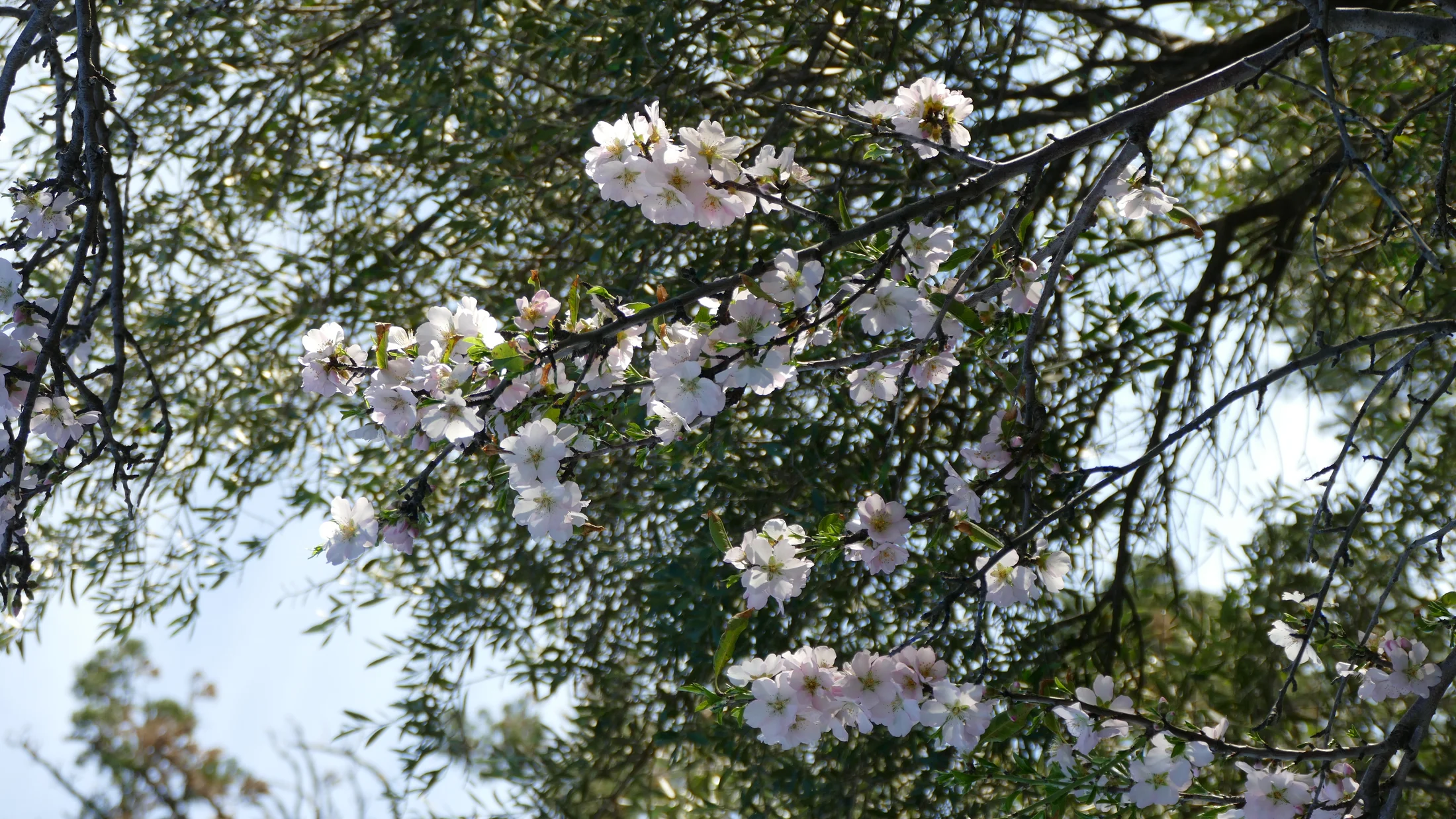 File:Almond blossom at El Calvari 01.jpg