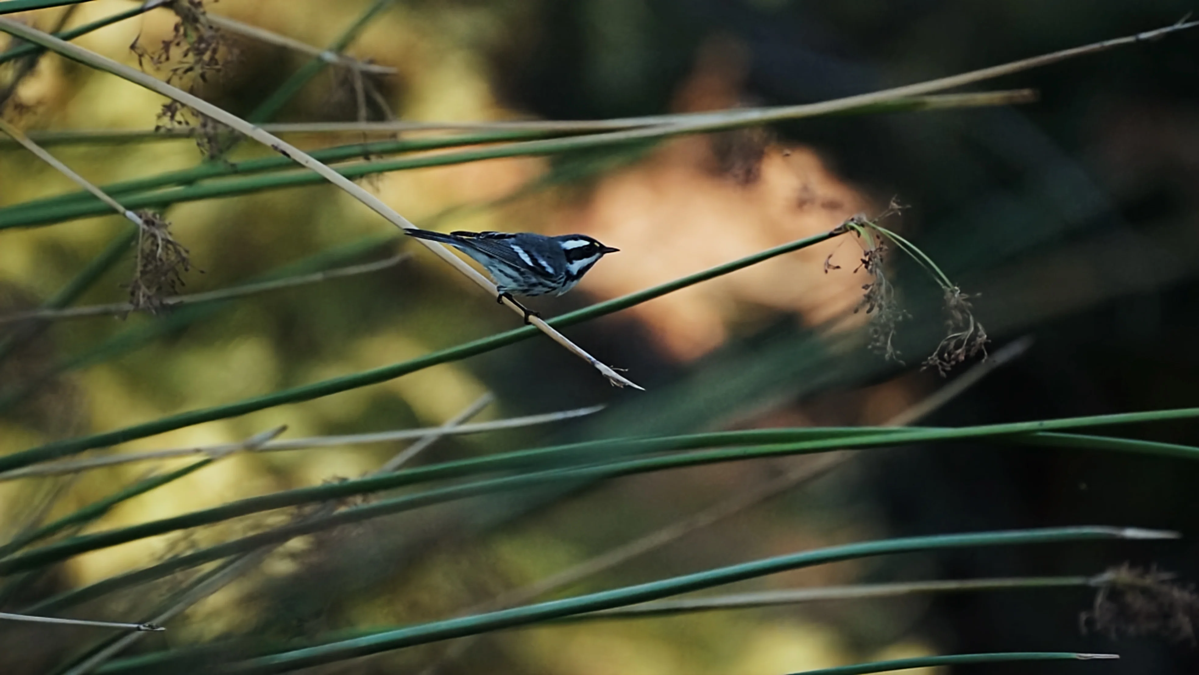 Calles blancas de Frigiliana, pueblo andaluz con vistas al Mediterráneo