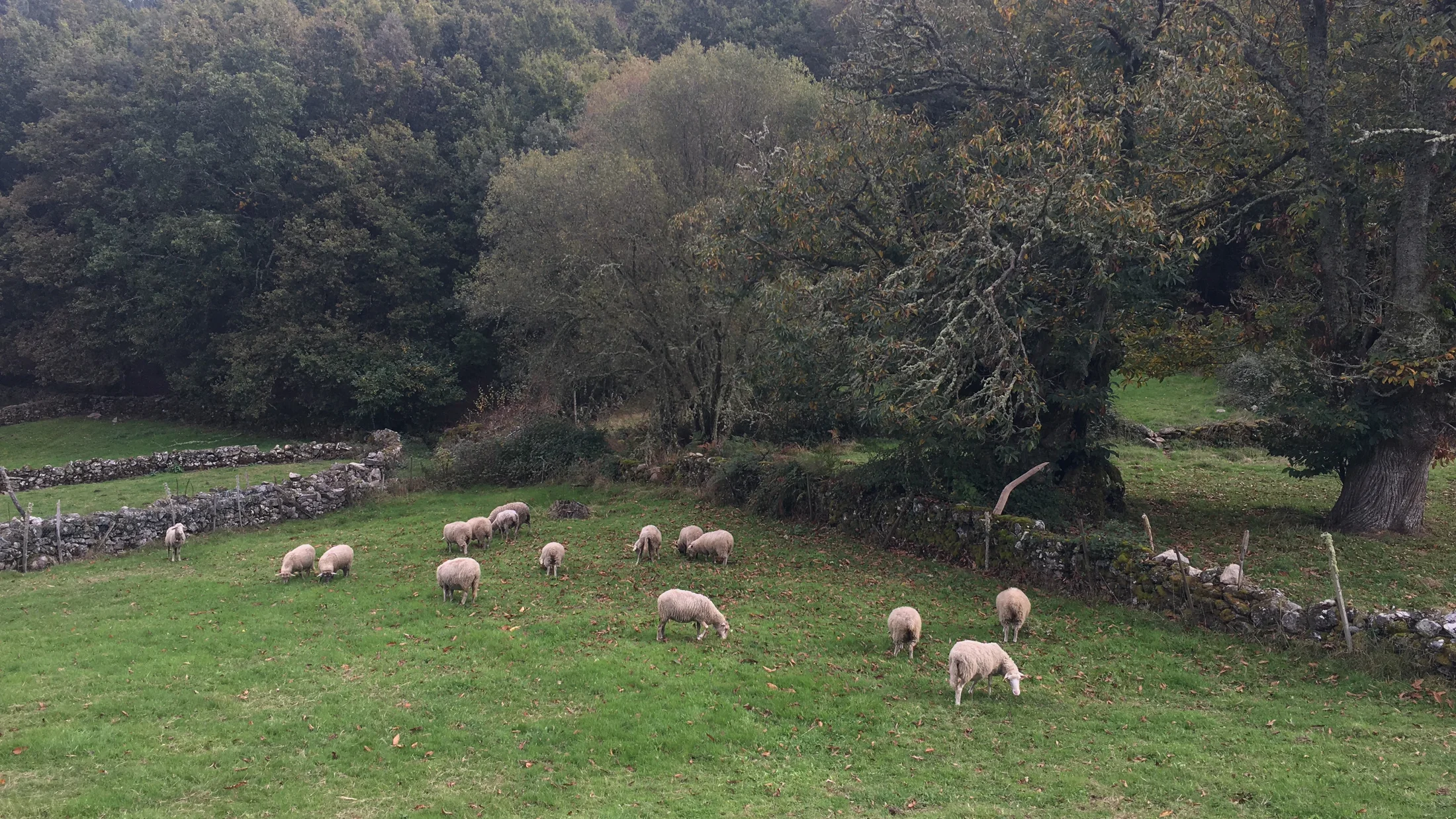 Imagen de Región: cmcnc9b560hflzr5pz2cdcgt4