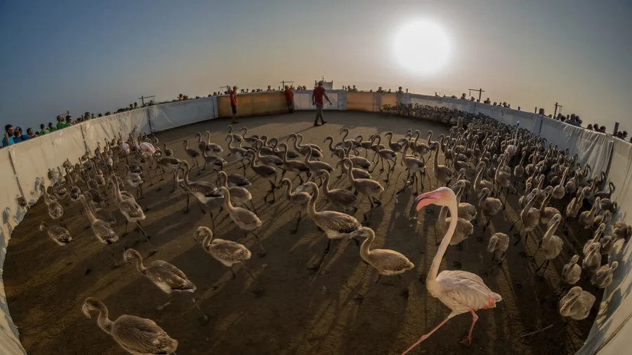 Delta del Ebro: paraíso de aves