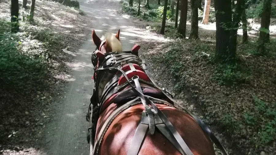 Ruta a caballo por la Fageda d'en Jordà, Garrotxa