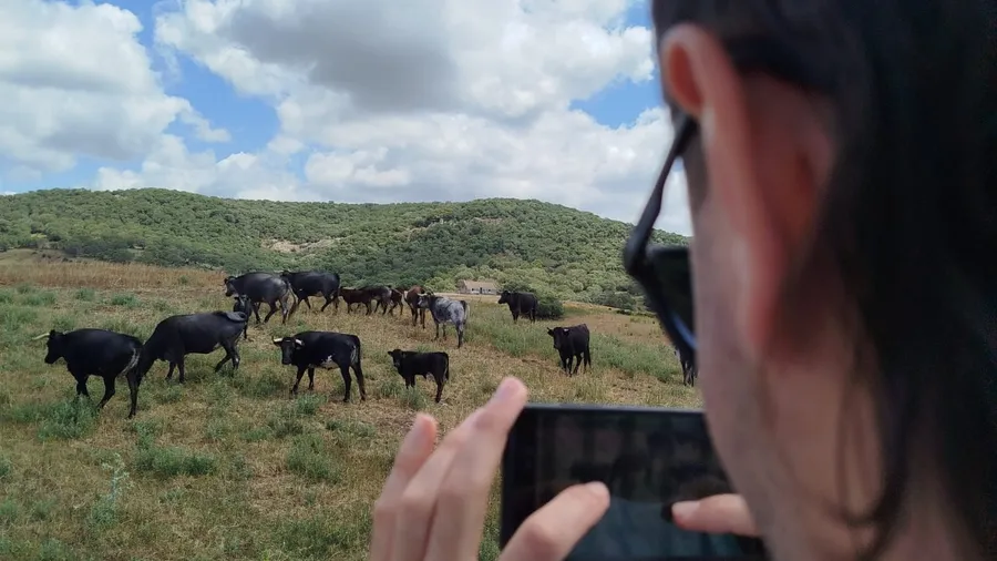 Toros bravos en la ganadería en Benalup-Casas Viejas