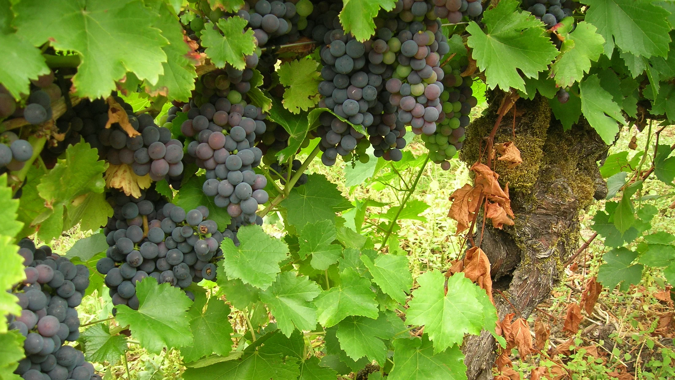 Imagen de Región: cmcnc9b560hflzr5pz2cdcgt4