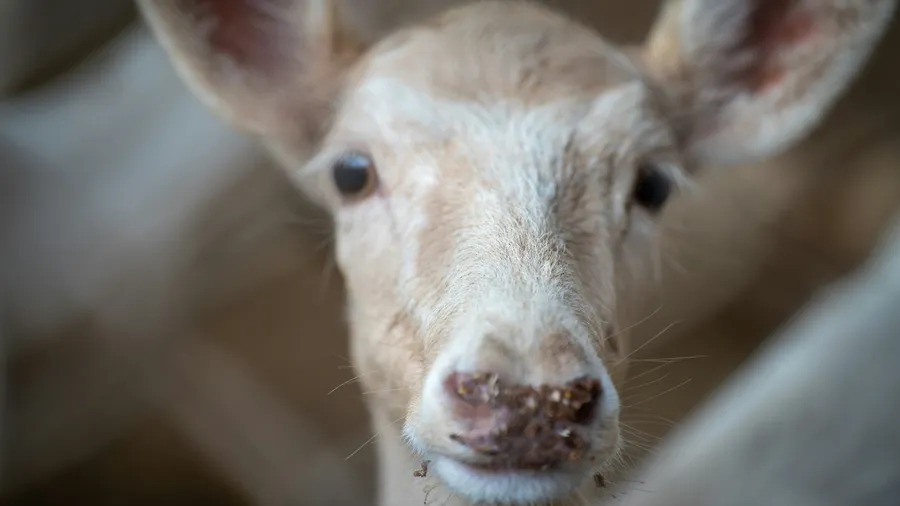 Imagen de Artículo de Blog: What to do if you encounter a wild animal in the mountains