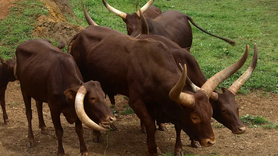 Guided Tour at Cabárceno Nature Park, Cantabria